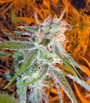 lemon_skunk.jpg lemon_skunk.jpg