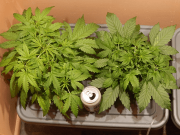 Gorilla Glue Auto от FastBuds Gorilla Glue Auto от FastBuds