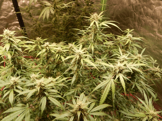Gorilla Glue Auto от FastBuds Gorilla Glue Auto от FastBuds
