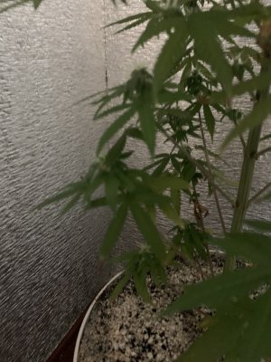 IMG_8449.jpeg