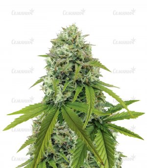 Zkittlez-Auto-semyanych-main__O7FfKmvNOiBMRhI2.jpg