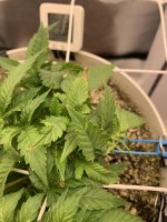IMG_0869.jpeg