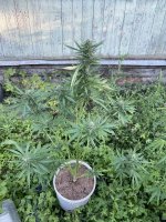 IMG_0158.jpeg