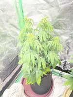 IMG_2346.jpeg