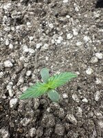 IMG_3485.jpeg