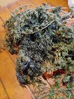 IMG_20251203_102732_310.jpg