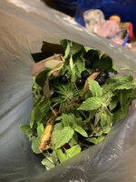 IMG_8935.jpeg