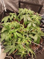IMG_20251209_081417.jpg