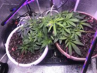 IMG_2654.jpeg IMG_2654.jpeg