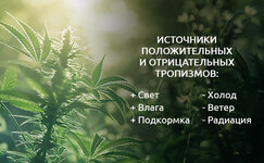 Vidy-tropizmov-u-kannabisa__Kb5eXEY1902Z1EHh.jpg