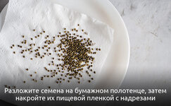 2-2-Kak-vyrastit-mikrozelen-iz-semyan-kannabisa__hcYAdTSO6nKnt2CG.jpg