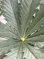 IMG_0264.jpeg