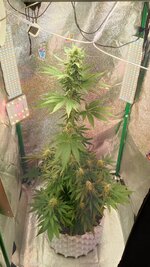 1000135639.jpg