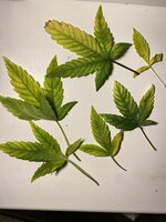 IMG_4888.jpeg
