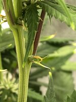 IMG_4893.jpeg