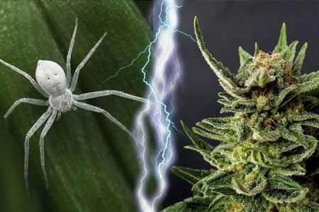 Cорт конопли White Widow
