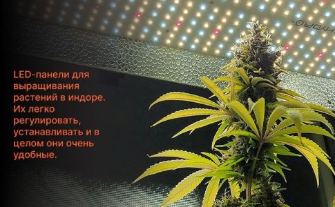 Освещение для выращивания конопли