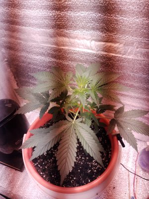 IMG_20221121_064822_HDR.jpg