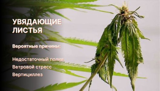 Увядающие листья конопли Увядающие листья конопли