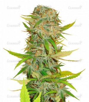 Aurora_Indica_Regular_sort_konopli__riKBXvWo0O6HCLdu.jpg Aurora_Indica_Regular_sort_konopli__riKBXvWo0O6HCLdu.jpg