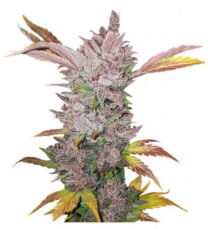 lsd auto.jpg lsd auto.jpg