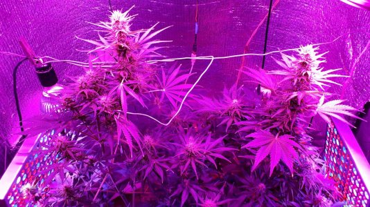 devotchka-auto-doctors-choise__eLgFBcT4gxYPiXKu.jpg