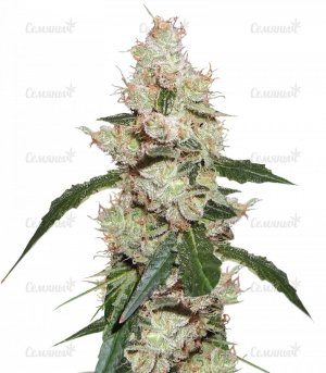 sort_Afghan_Kush_X_White_Widow__cZqhd62LkgvMaJvM.jpg sort_Afghan_Kush_X_White_Widow__cZqhd62LkgvMaJvM.jpg