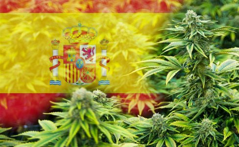 marihuana-espana.jpg marihuana-espana.jpg
