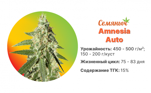 Amnesia Auto Amnesia Auto