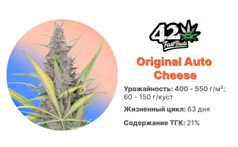 Original Auto Cheese Original Auto Cheese