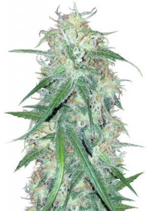 super lemon haze.jpg super lemon haze.jpg