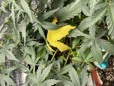 IMG_1503.jpeg